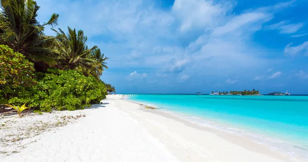 Palmami, pochylony nad piaszczystą plażą, Malediwy — Zdjęcie stockowe