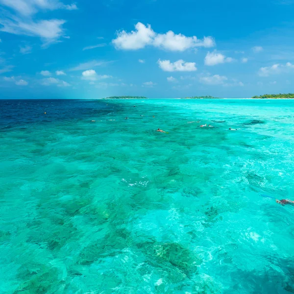 Tourists involved in snorkeling in shallow water near tropical i — Stock Photo, Image