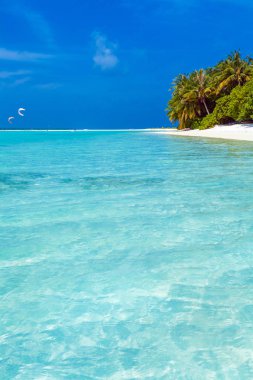 Maldivler, kum sahil boyunca eğilerek palmiye ağaçları