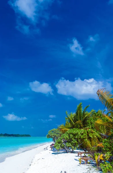 Palmeiras inclinadas sobre a praia de areia, Maldivas — Fotografia de Stock