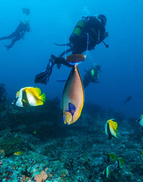 A School of banner fish, the Maldives — Stock Photo, Image