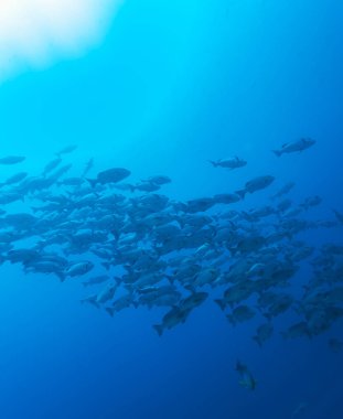 Siyah ve beyaz snappers (Macolor Nijer), okul Maldivler