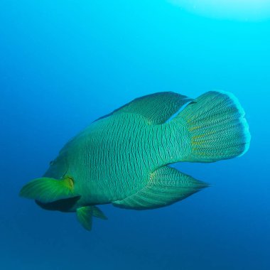 Napoleon balık, Humphead wrasse (Cheilinus undulatus) 