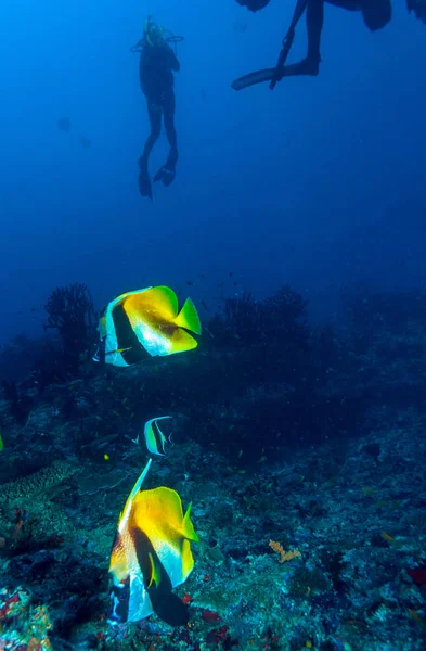 A School of banner fish, the Maldives — Stock Photo, Image