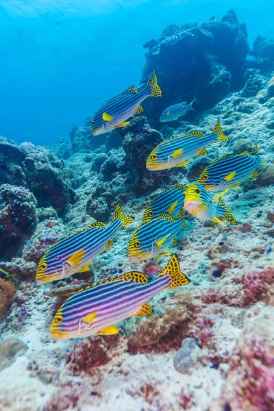 Indian Oriental sweetlips (Plectorhinchus vittatus), Мальдивы — стоковое фото