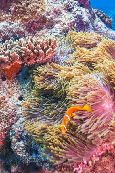 Рыбы-клоуны гнездятся в фиолетовых анемонах — стоковое фото