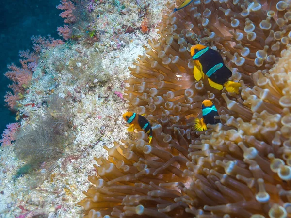 Sarıkuyruk palyaço balık deniz Anemone ile — Stok fotoğraf