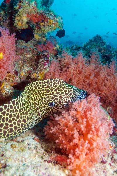 熱帯のサンゴ礁、モルディブでウツボ — ストック写真