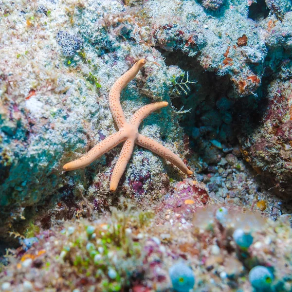 Big starfish on the ocean floor, Maldives — Stock Photo, Image