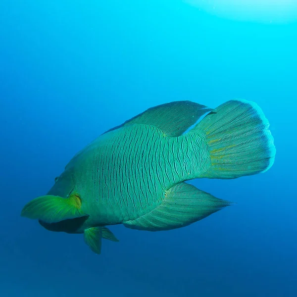 Napoleon Fish, Humphead wrasse (Cheilinus undulatus) — Stock Photo, Image