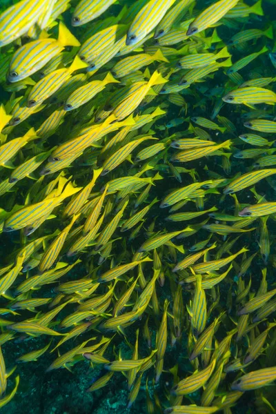 학교의 노란색 물고기, 몰디브 — 스톡 사진