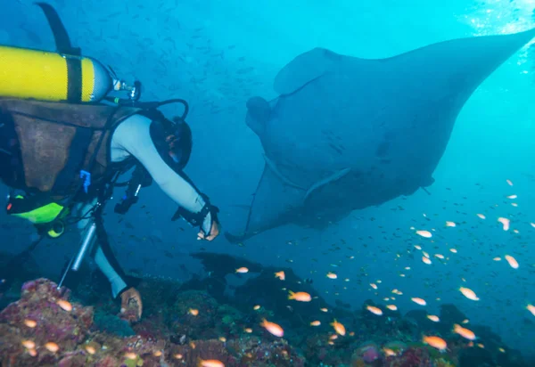 Underwater divers are watching mantas at a cleaning station, Mal — Stock Photo, Image