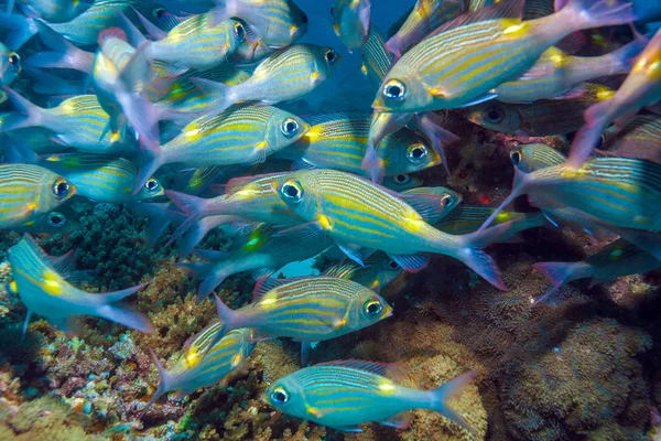 Skola av silver fiskar, Maldiverna — Stockfoto