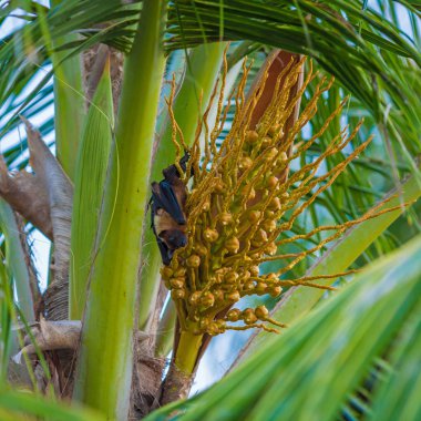 Fox (Maldivlere pteropus) Maldivler palmiye ağacı üzerinde uçan
