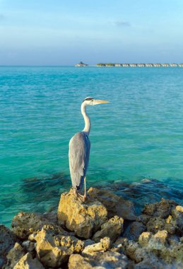 Gri balıkçıl taş, Maldivler