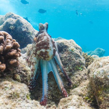 Maldivler mercan resif üzerinde oturan canlı kırmızı ahtapot