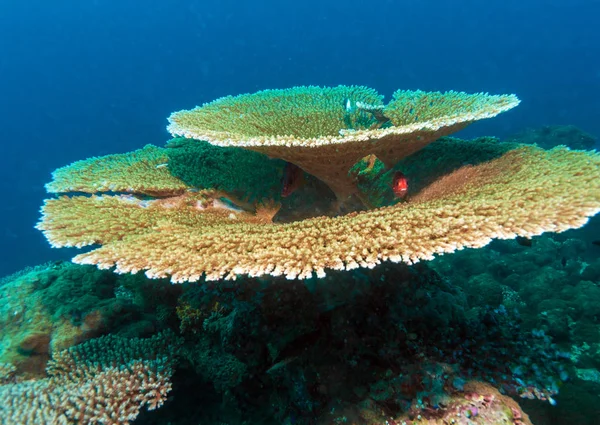 Big table corals (Acropora pulchra), Maldives — Stock Photo, Image