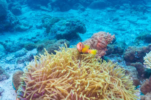Palyaço balıkları mor anemon iç içe — Stok fotoğraf