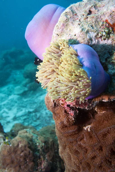 Klaun ryb zagnieżdżone w fioletowy zawilce — Zdjęcie stockowe
