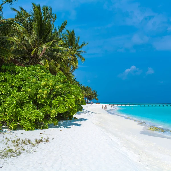 Pálmafák hajolva homokos strand, Maldív-szigetek — Stock Fotó