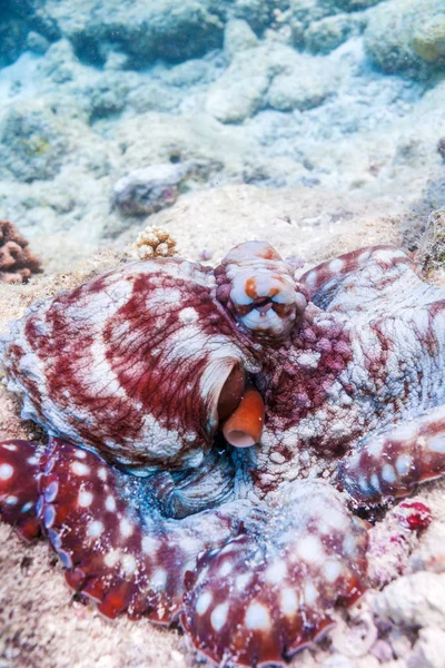 Alive red octopus sitting on coral reef, Maldives — Stock Photo, Image