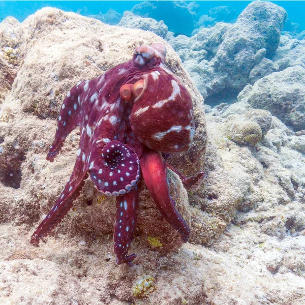 Alive red octopus sitting on coral reef, Maldives — Stock Photo, Image