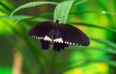 Ortak Mormon kelebek (Papilio polytes)