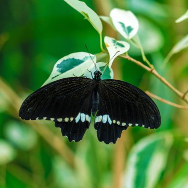Ortak Mormon kelebek (Papilio polytes)