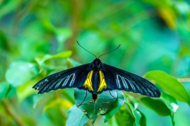 Altın birdwing kelebek (Troides rhadamantus) 