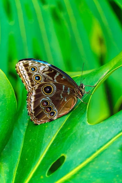 Αυτοκράτορας πεταλούδα (Μόρφω peleides) — Φωτογραφία Αρχείου
