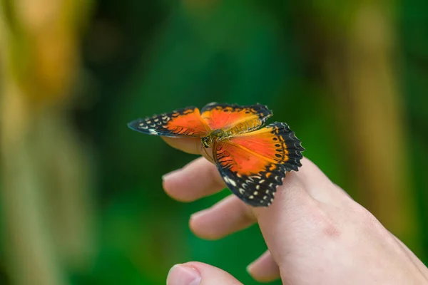 Red Lacewing butterfly (Cethosia biblis) — Stock Fotó