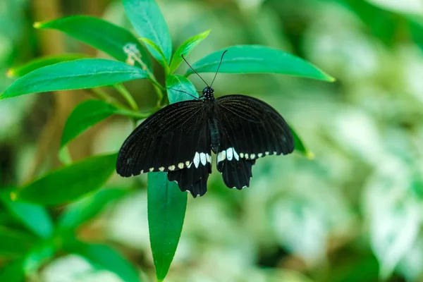 Borboleta mórmon comum (Papilio polytes ) — Fotografia de Stock
