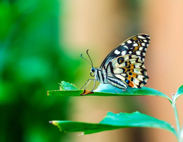 Gemeenschappelijke kalk vlinder (Papilio demoleus) — Stockfoto