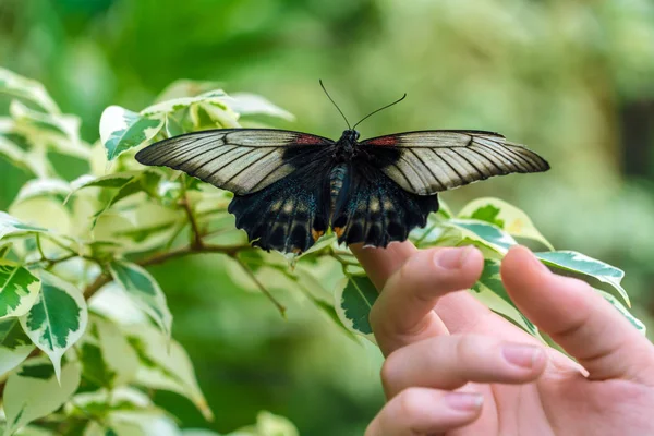 Азіатський swallowtail (Вітрильник-Папілій lowi) — стокове фото