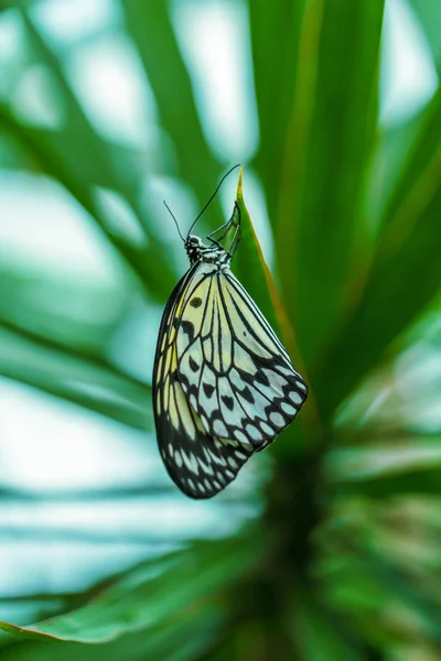 Дерево німфи метелик (ідея leuconoe) — стокове фото