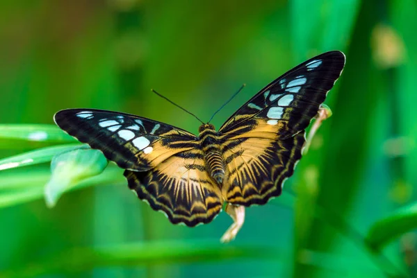 De Clipper-soort van nymphalid vlinder (Parthenos sylvia) — Stockfoto