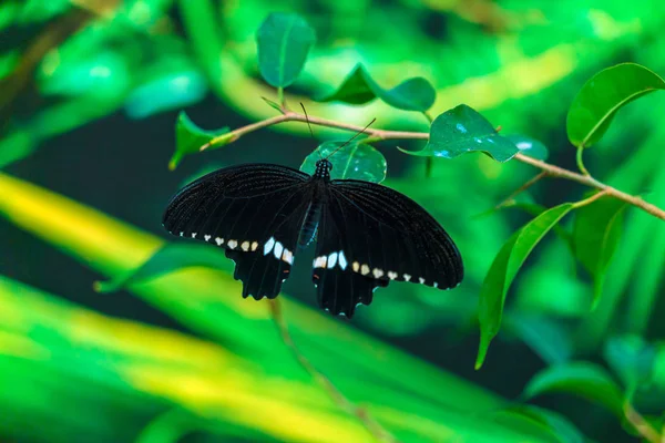 Κοινή Μορμόνων πεταλούδα (Papilio polytes) — Φωτογραφία Αρχείου