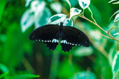 Ortak Mormon kelebek (Papilio polytes)