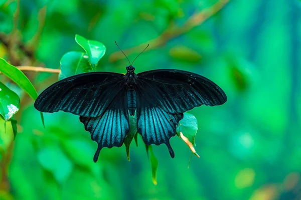 Pembe gül kelebek (Pachliopta kotzebuea) 