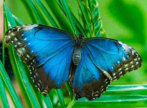 Imperador borboleta (Morpho peleides ) — Fotografia de Stock