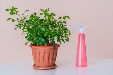 Hidrasyon yeşillik ev bitki bir püskürtücü ile