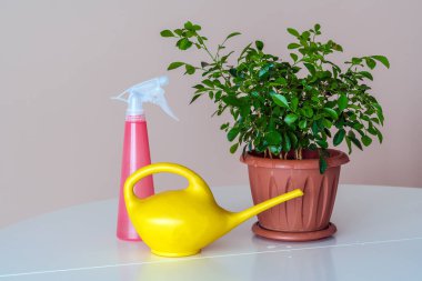 İç mekan bitkileri ve çiçek yakınındaki sulama olabilir için spreyi