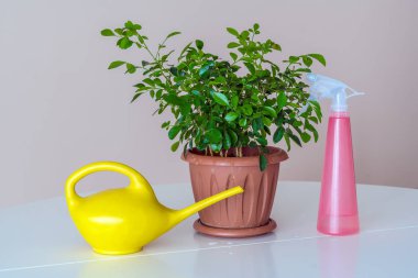 İç mekan bitkileri ve çiçek yakınındaki sulama olabilir için spreyi