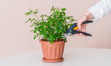 Modern budama makası houseplant kullanarak bir kadın keser 