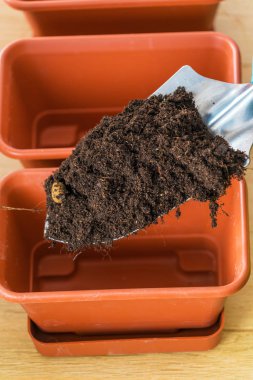 Tohum ekimi ilk aşaması yer toprak bir kaba
