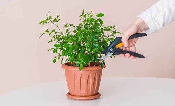 Žena vyjme pomocí moderní zahradnické nůžky pokojová rostlina — Stock fotografie