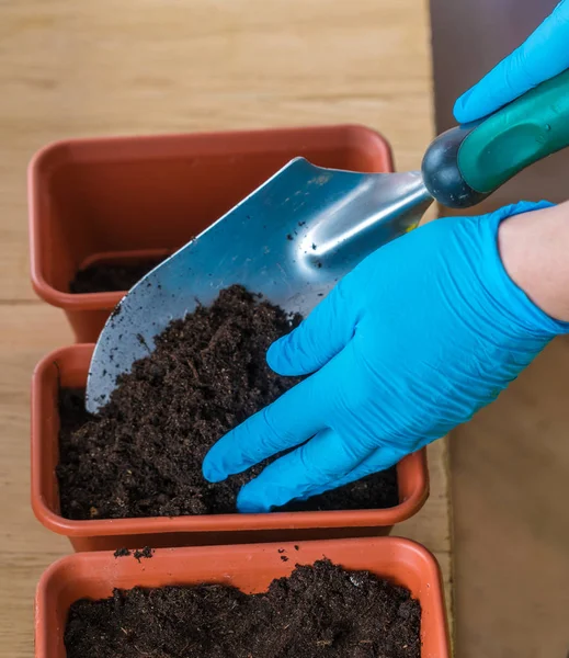 Женщина в синих перчатках уплотняет почву в кастрюле — стоковое фото