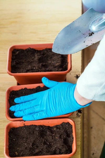 Kvinnan i blå handskar, komprimerar jorden i en kruka — Stockfoto