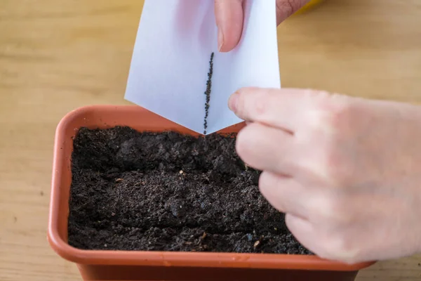 Kvinna plantera små frön i beredda marken med en bit — Stockfoto