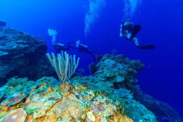 Подводная сцена с тремя аквалангистами — стоковое фото